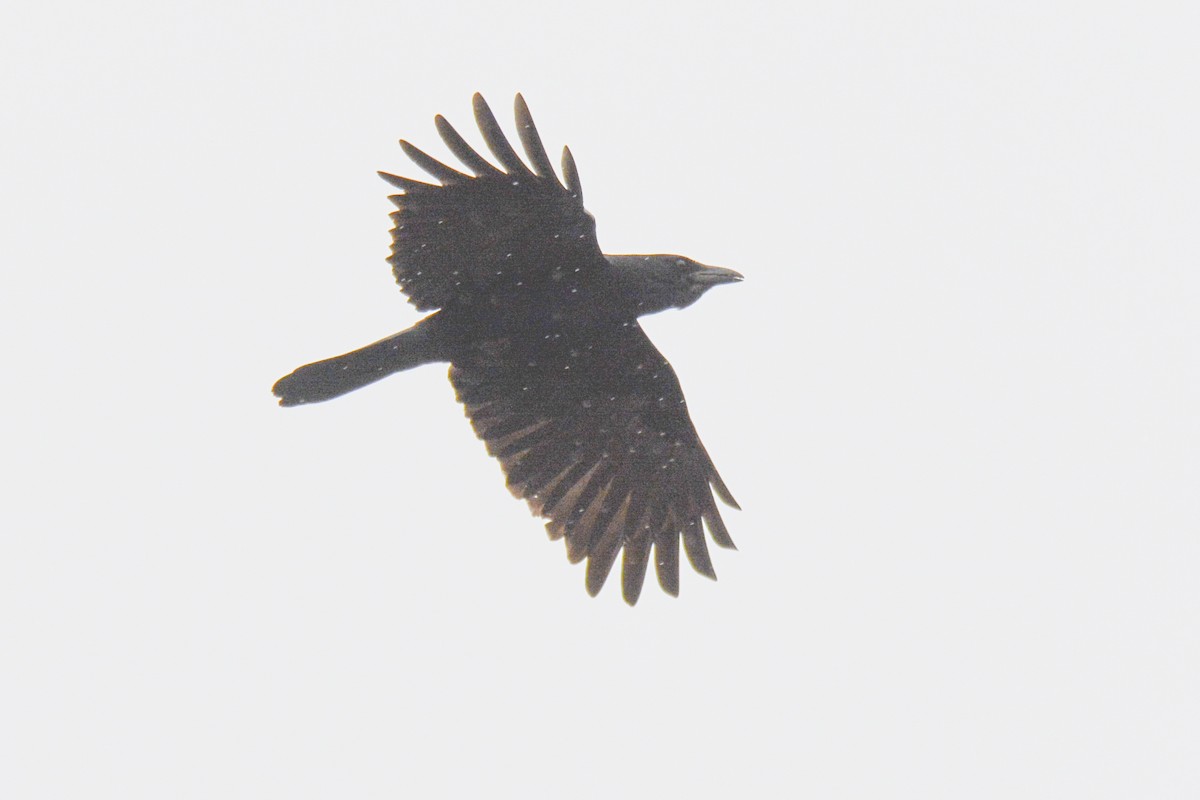 Fish Crow - ML619201849