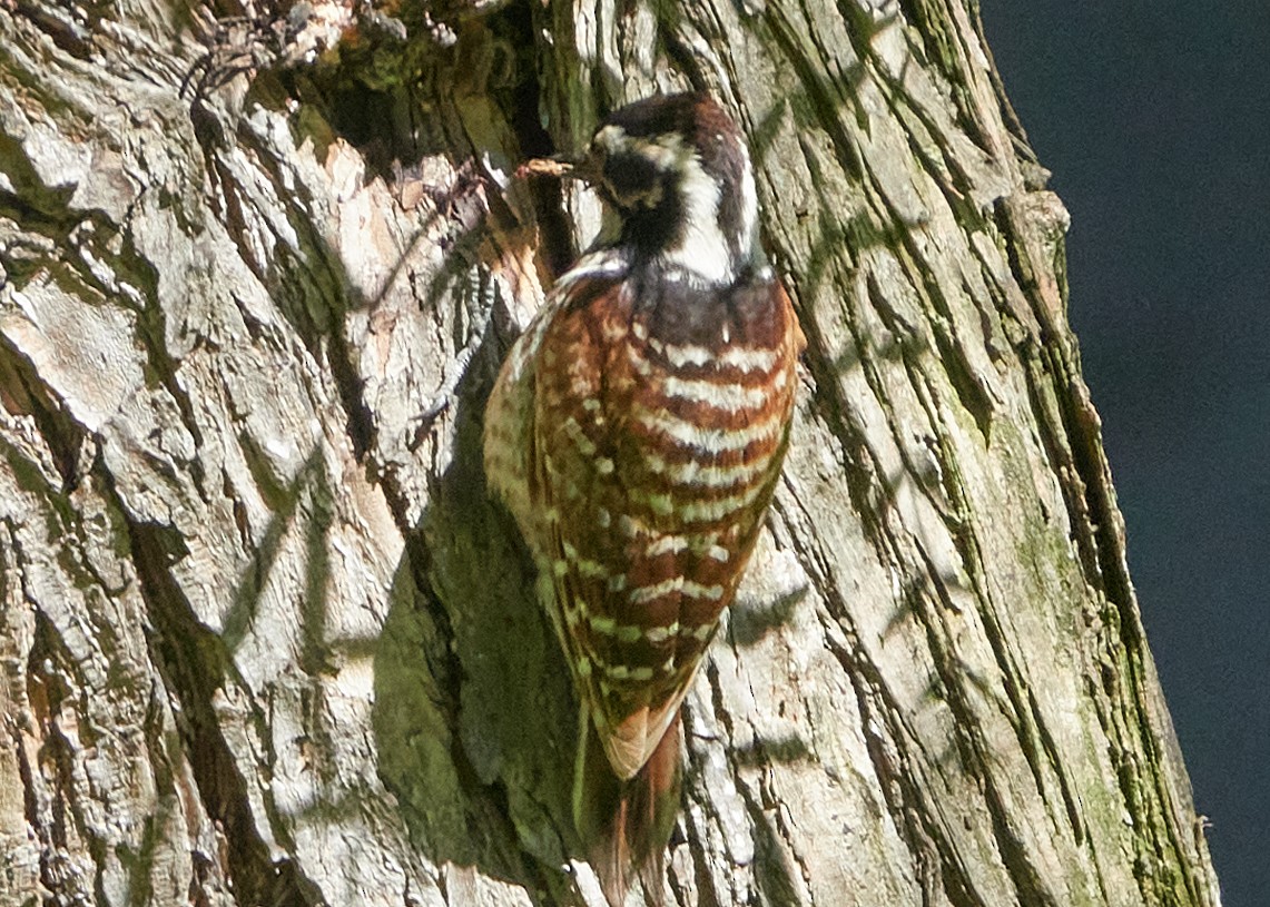 Nuttall's Woodpecker - ML619201855