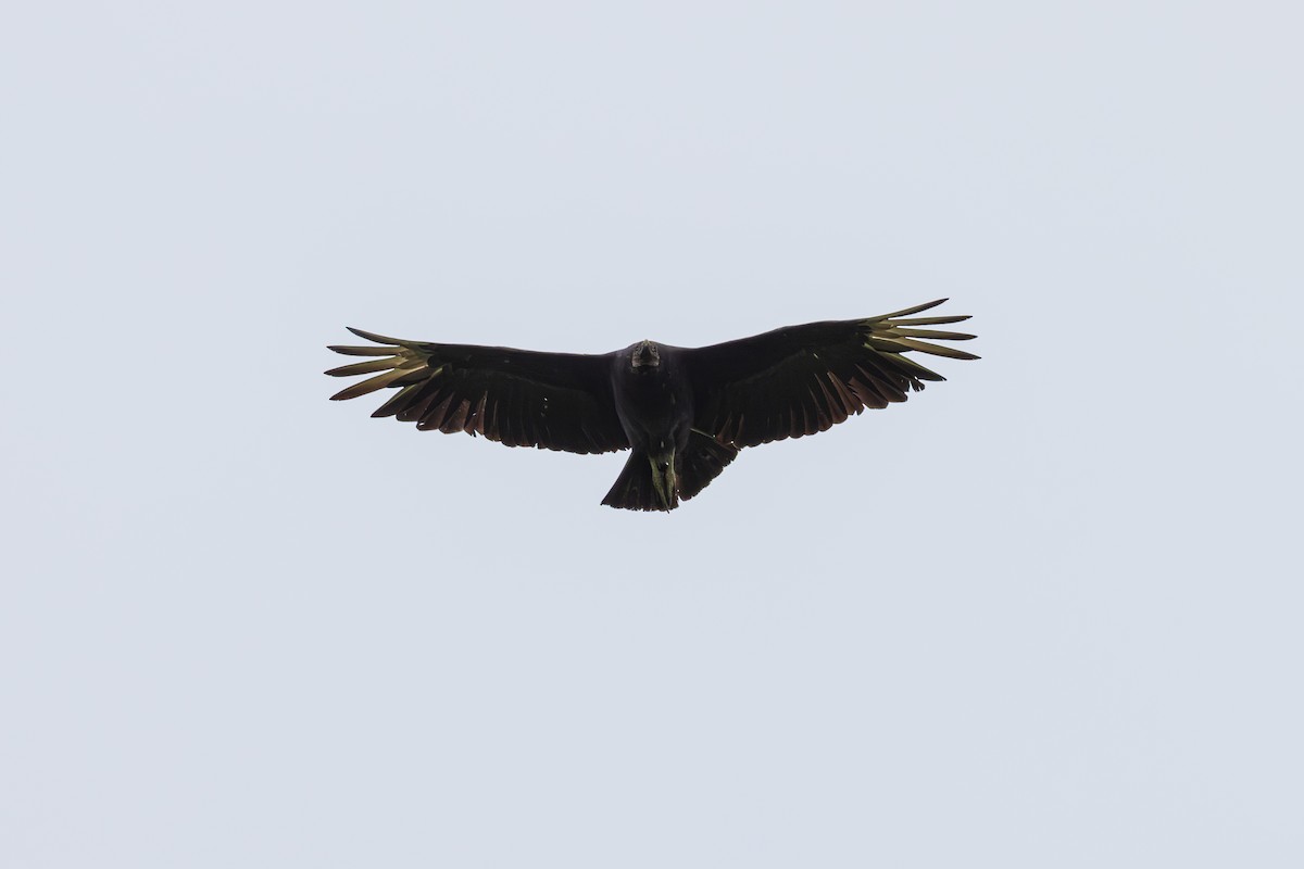 Black Vulture - ML619201866