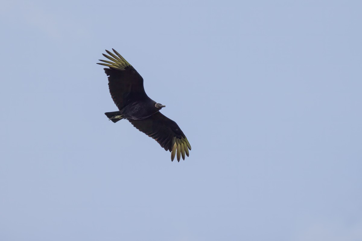Black Vulture - ML619201868