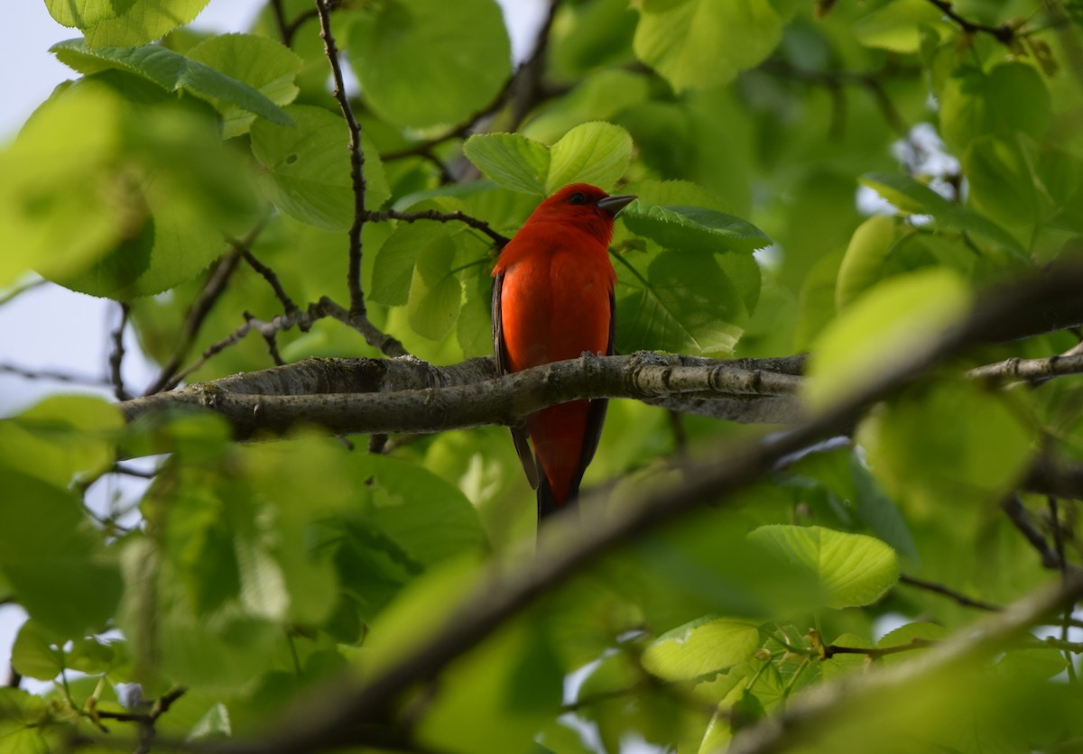 Scarlet Tanager - ML619201921