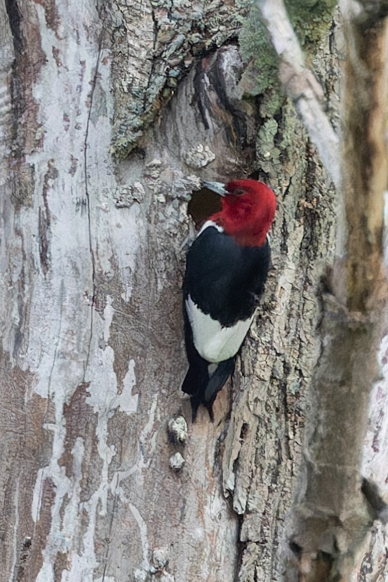 Red-headed Woodpecker - ML619201954