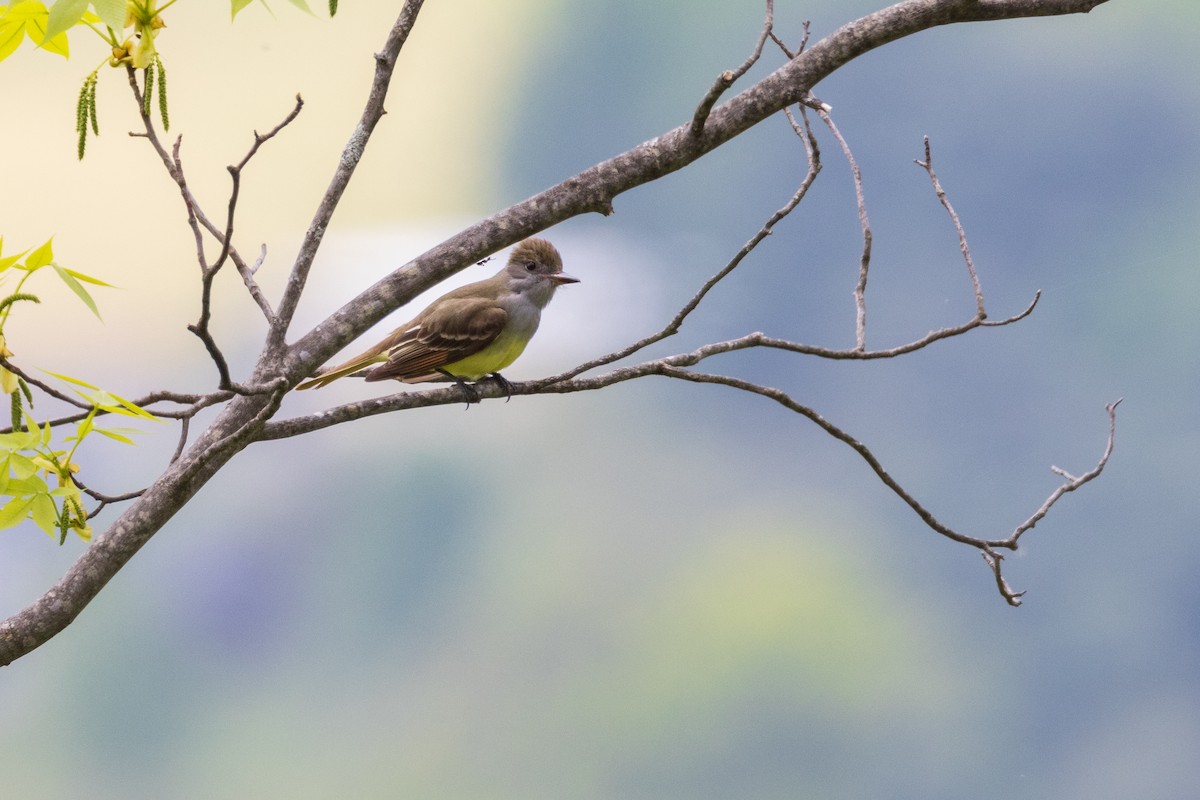 Great Crested Flycatcher - ML619201974