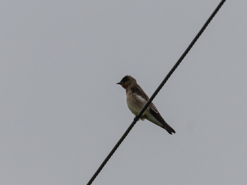 Southern Rough-winged Swallow - ML619201977