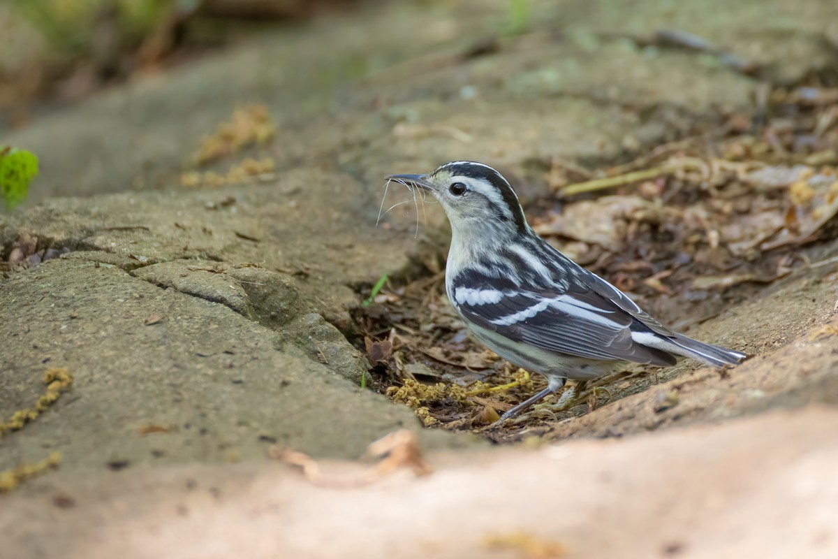 Black-and-white Warbler - ML619201980