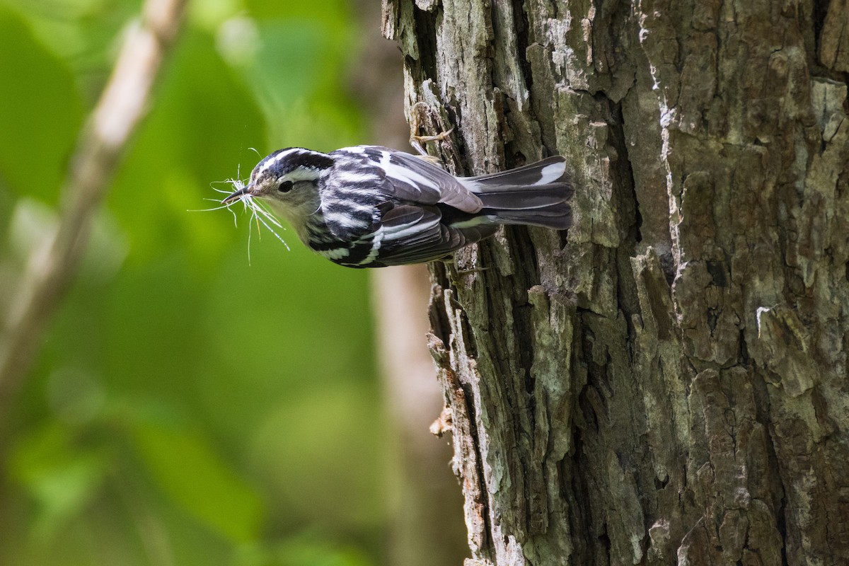 Black-and-white Warbler - ML619201981