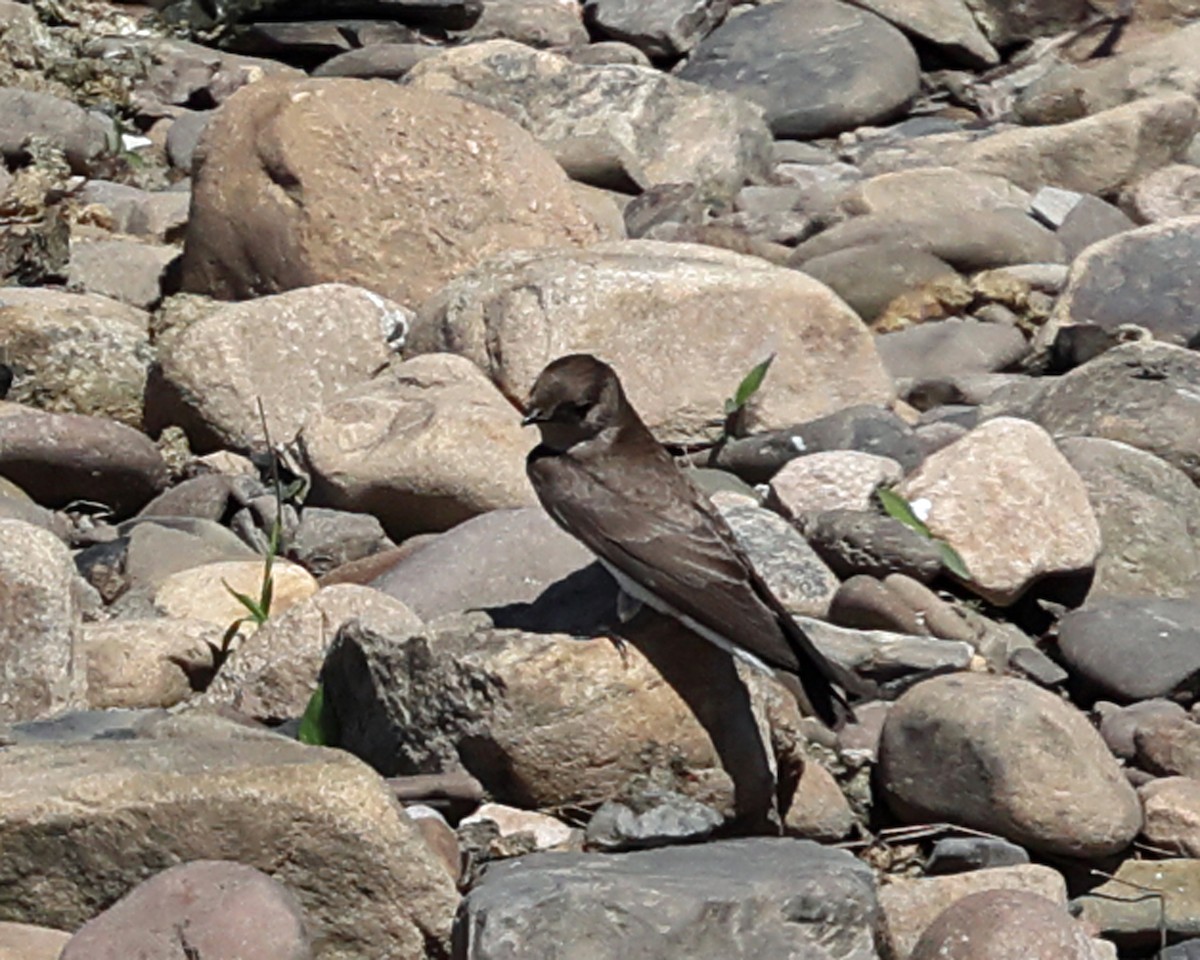 Northern Rough-winged Swallow - ML619201989