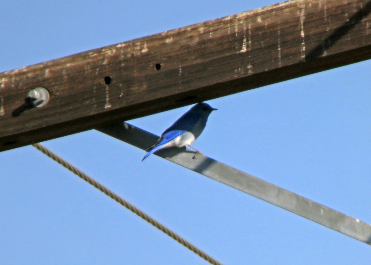Mountain Bluebird - ML619202002