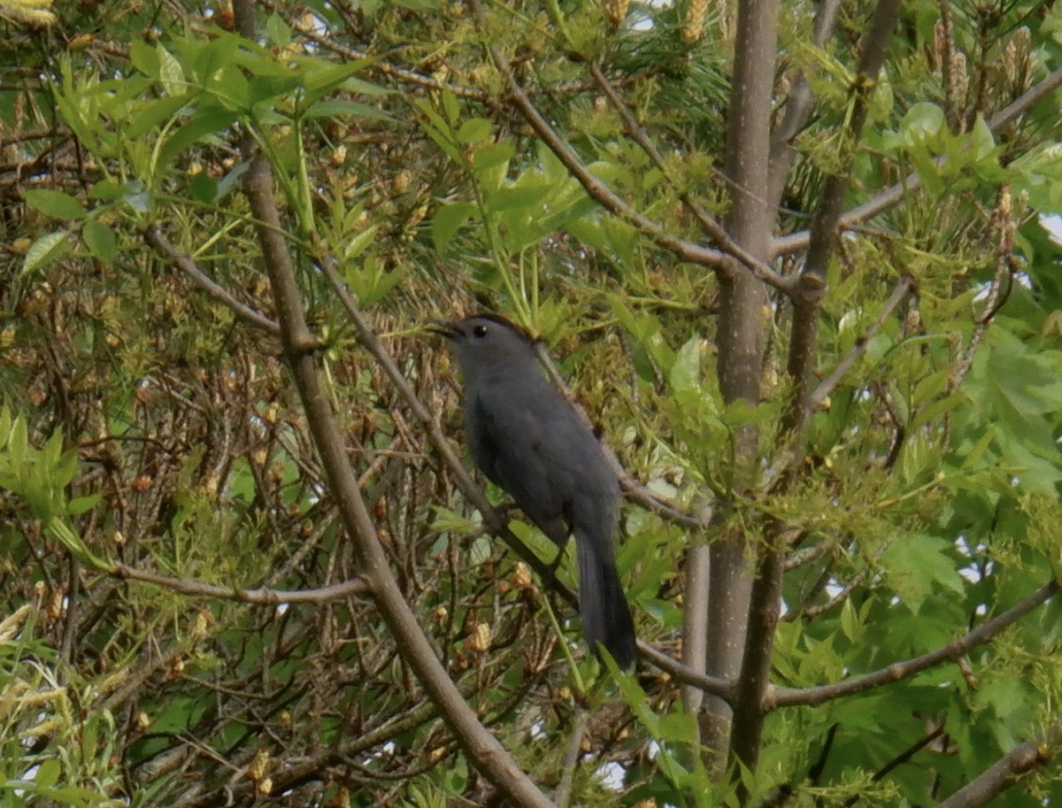 Gray Catbird - ML619202005