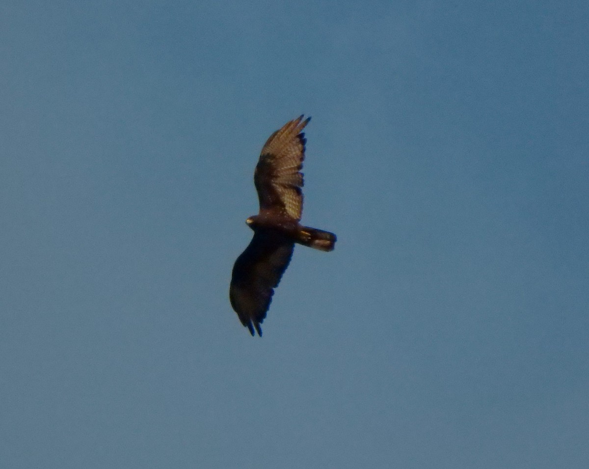 Zone-tailed Hawk - ML619202011