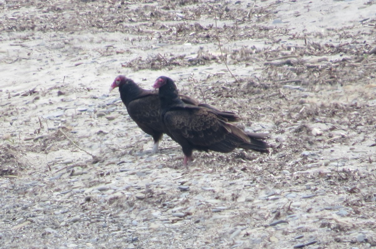 Turkey Vulture - ML619202036