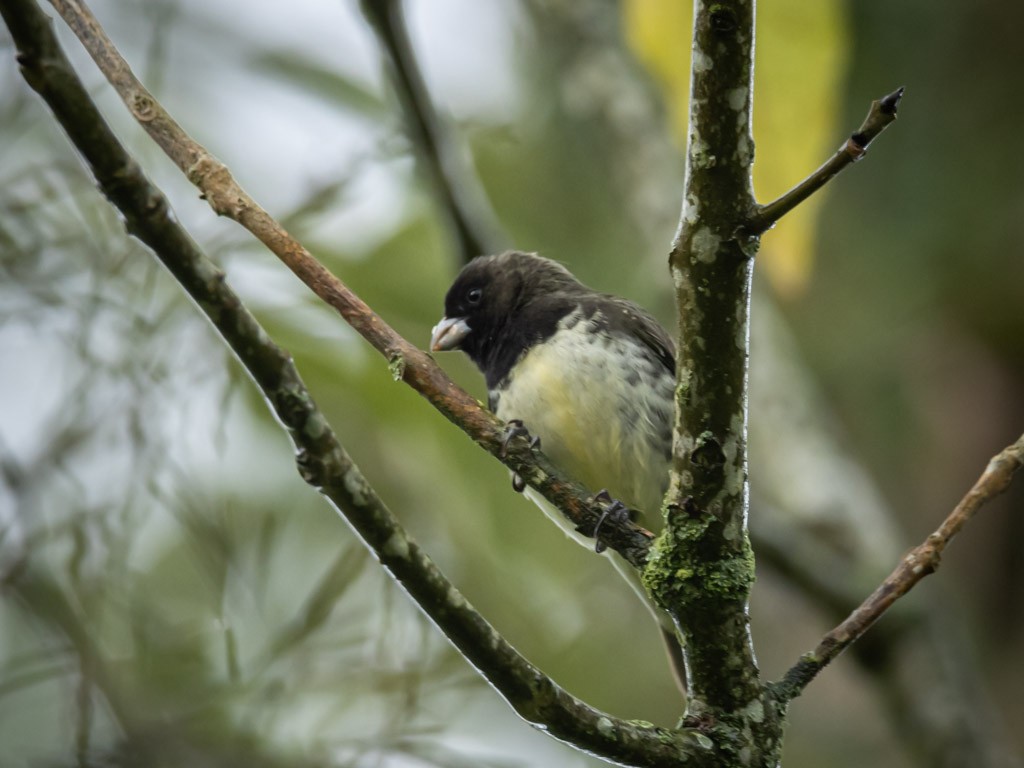 Yellow-bellied Seedeater - ML619202058