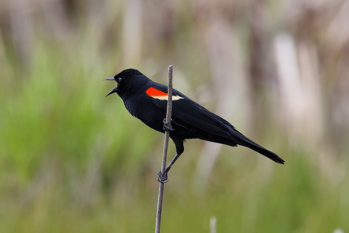 Red-winged Blackbird - ML619202090