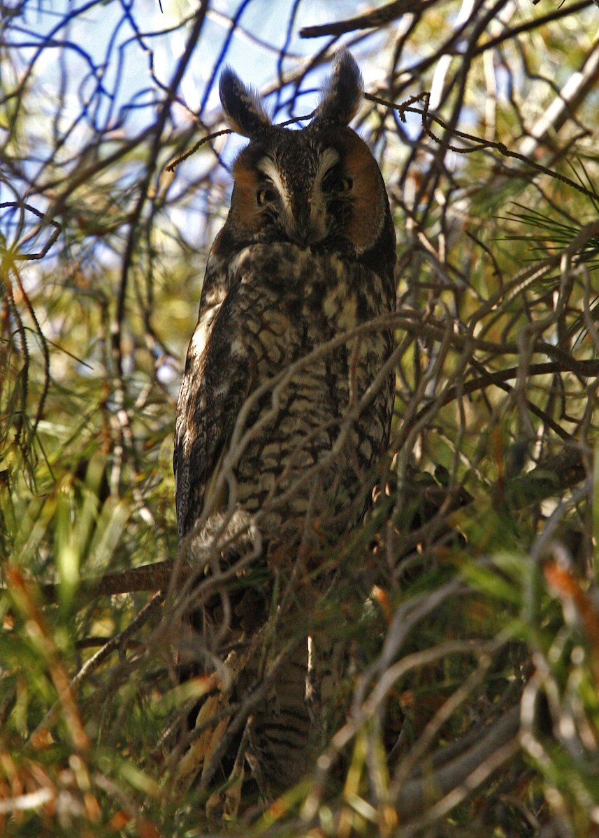 Long-eared Owl - ML619202120
