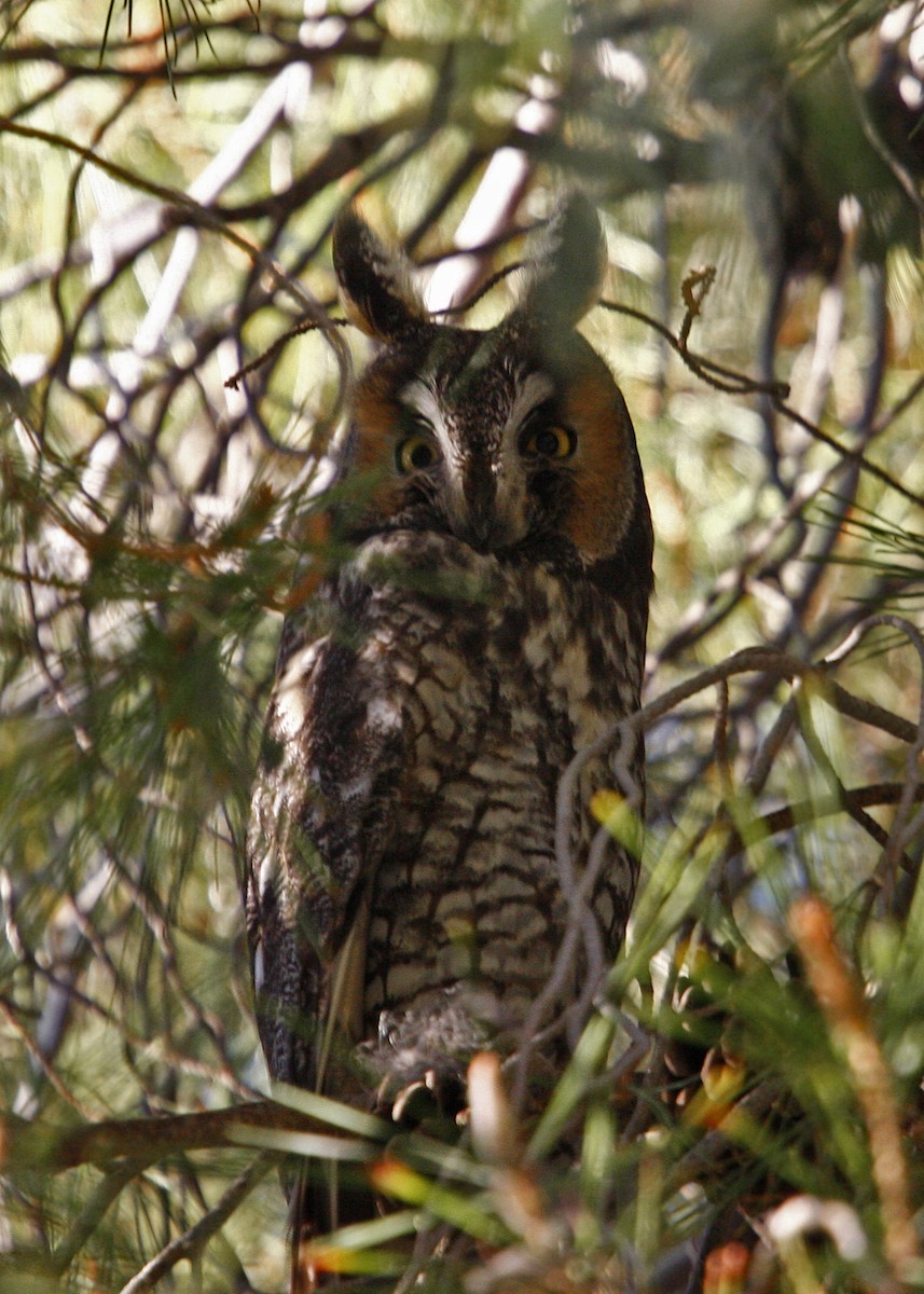 Long-eared Owl - ML619202122