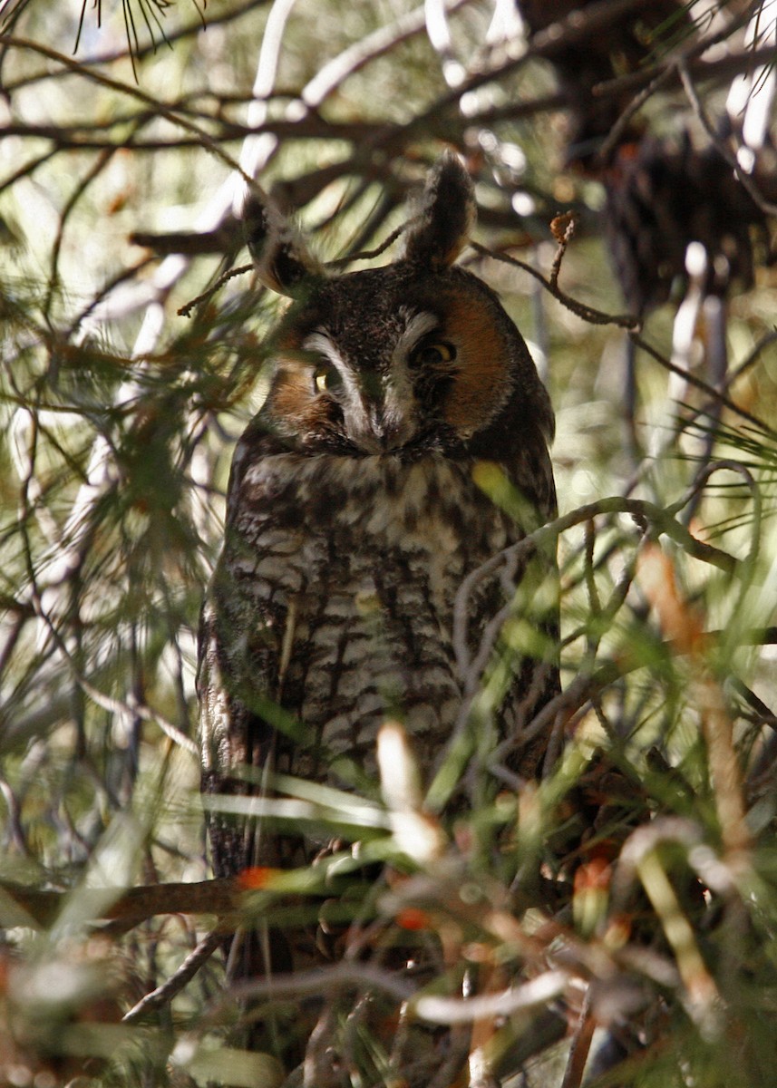 Long-eared Owl - ML619202125