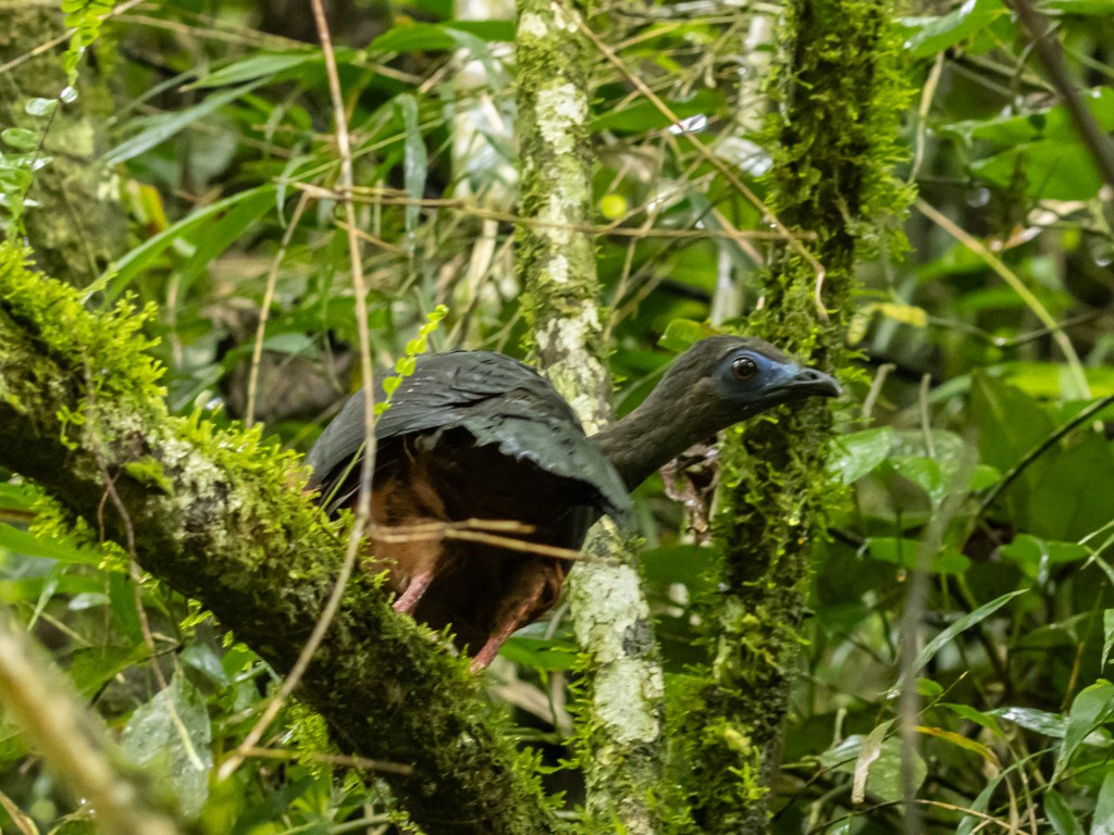 Sickle-winged Guan - ML619202154