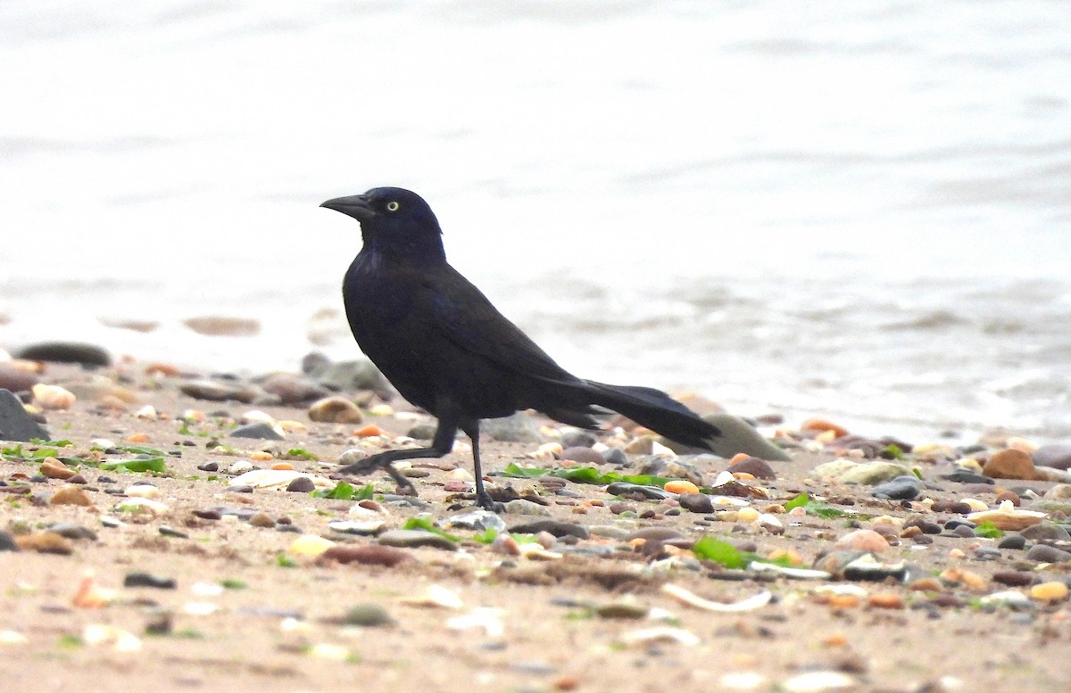 Boat-tailed Grackle - ML619202205