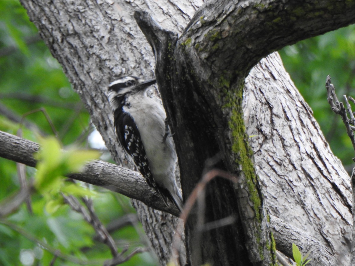 Hairy Woodpecker (Eastern) - ML619202231