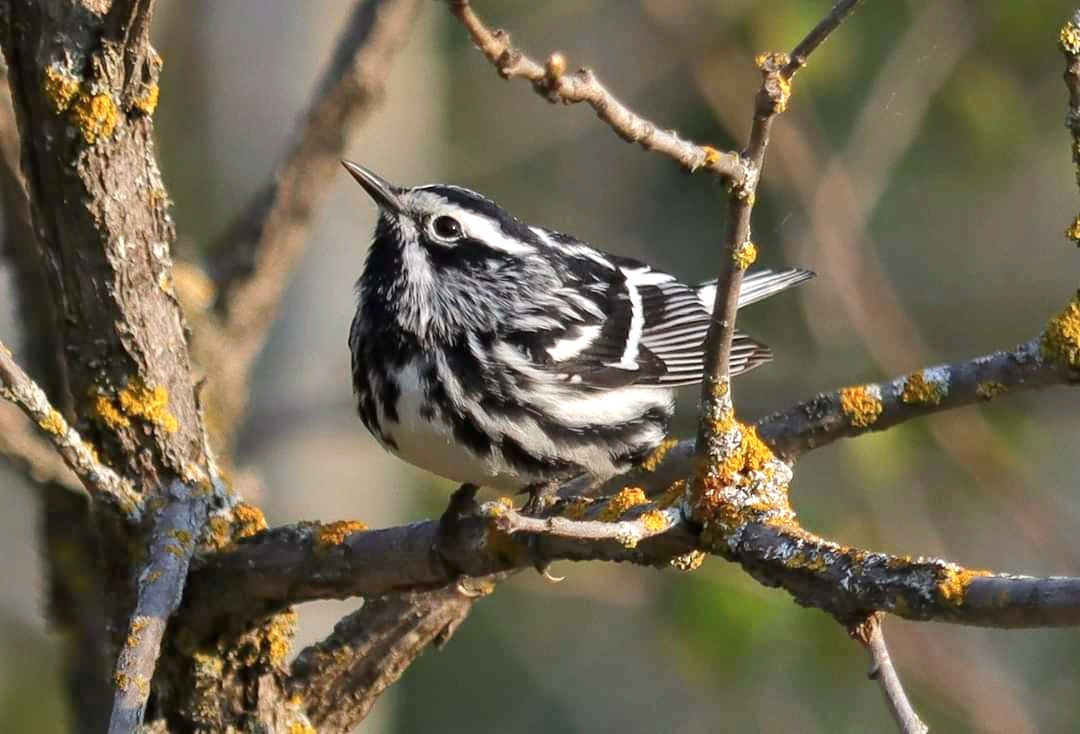 Black-and-white Warbler - ML619202273