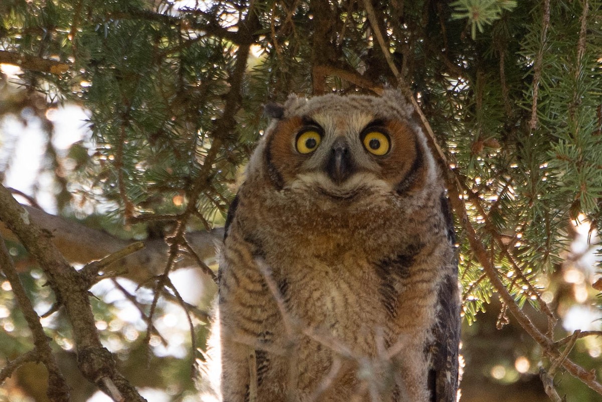 Great Horned Owl - ML619202290