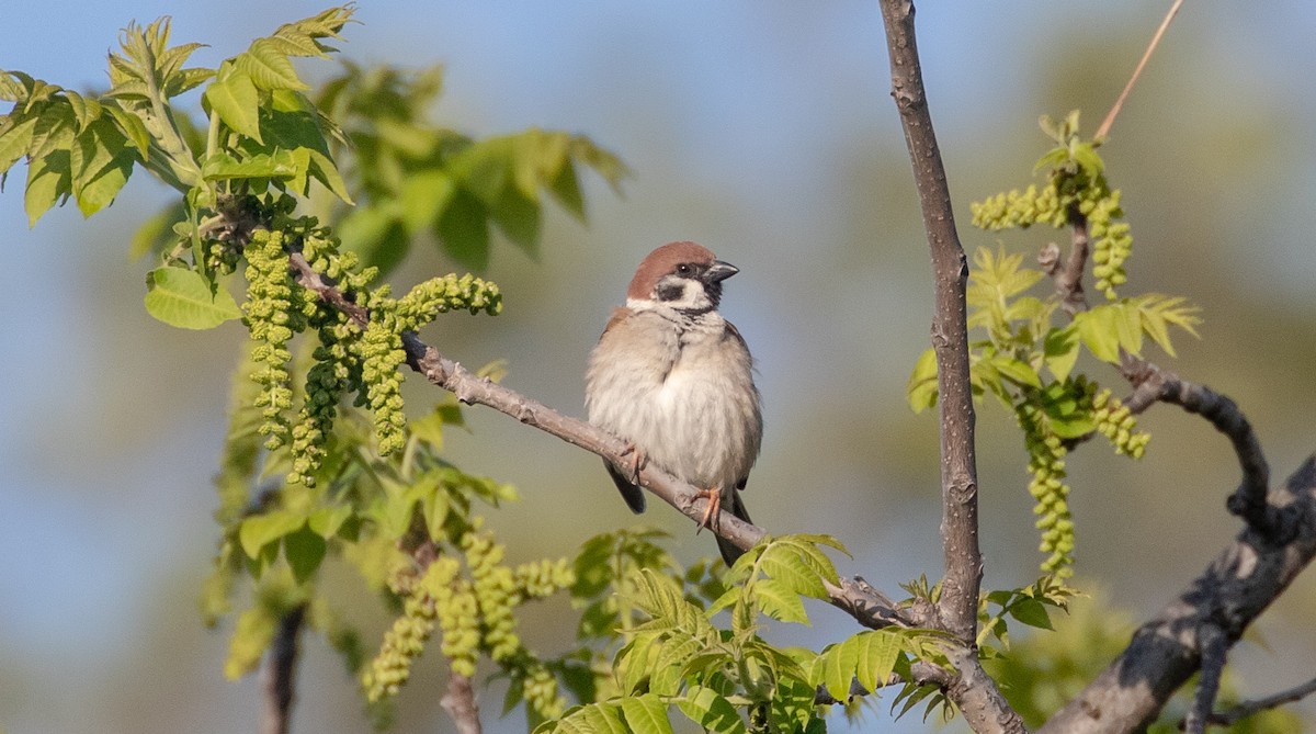 Eurasian Tree Sparrow - ML619202314