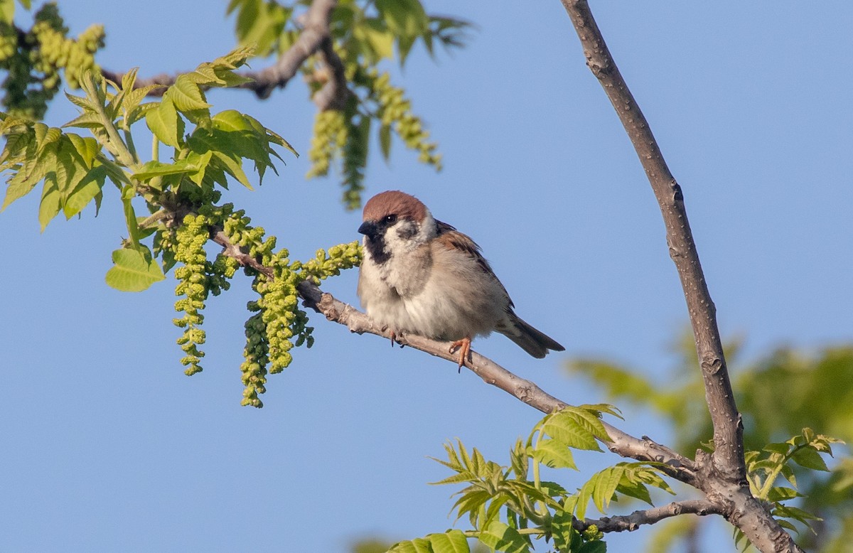 Eurasian Tree Sparrow - ML619202321