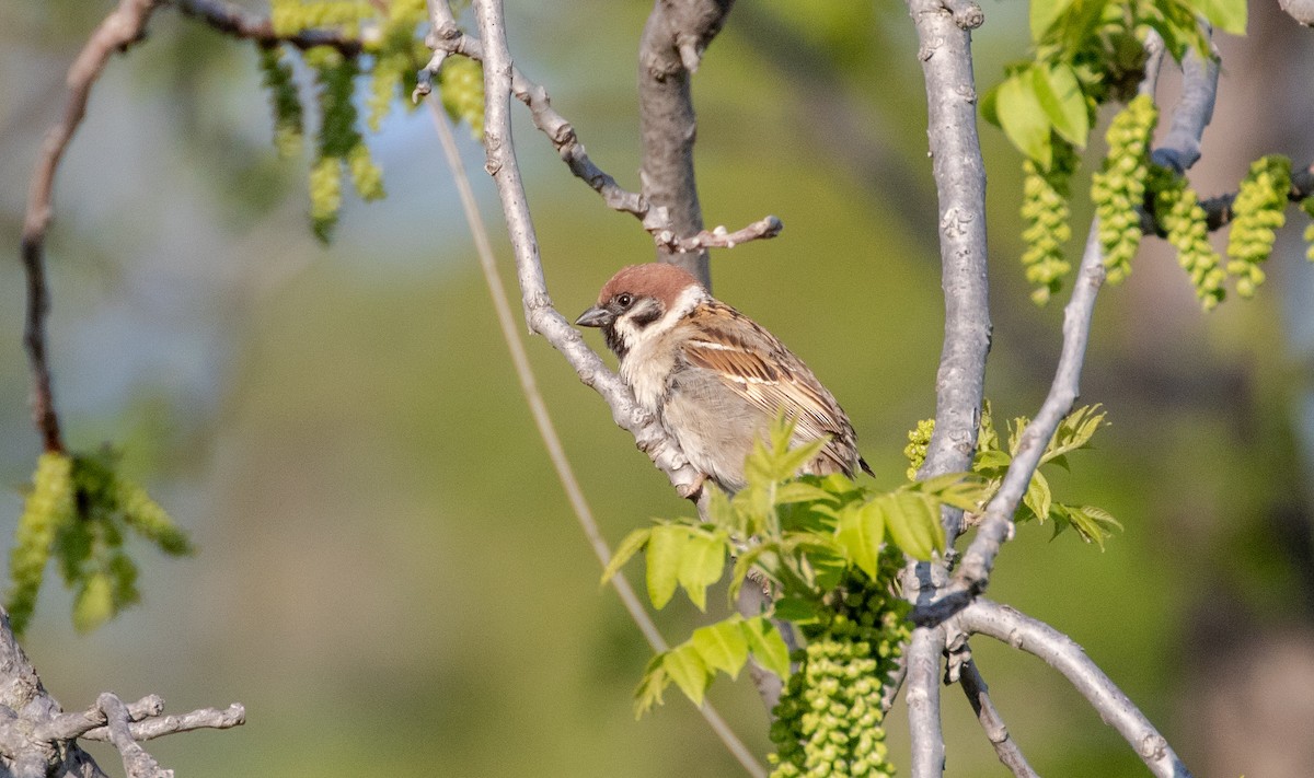 Eurasian Tree Sparrow - ML619202324