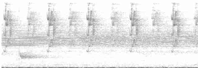 Длинноклювый колибри-отшельник - ML619202359
