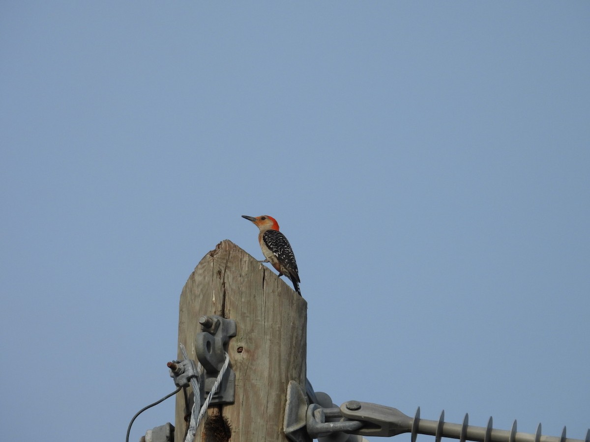 Red-bellied Woodpecker - ML619202377