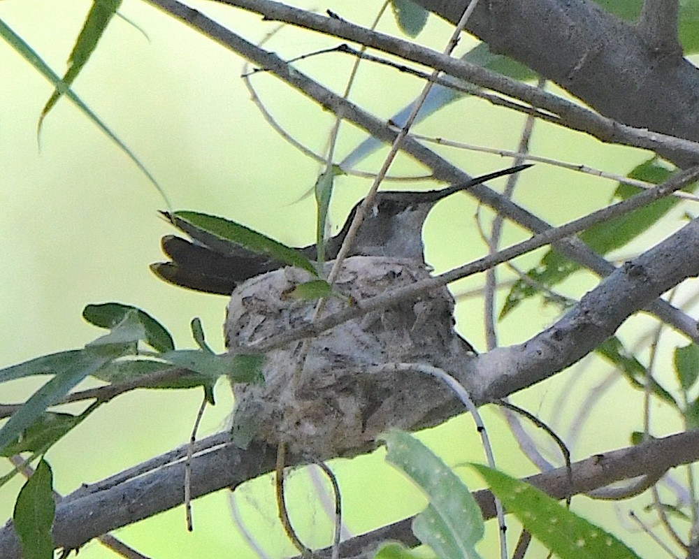Black-chinned Hummingbird - ML619202381