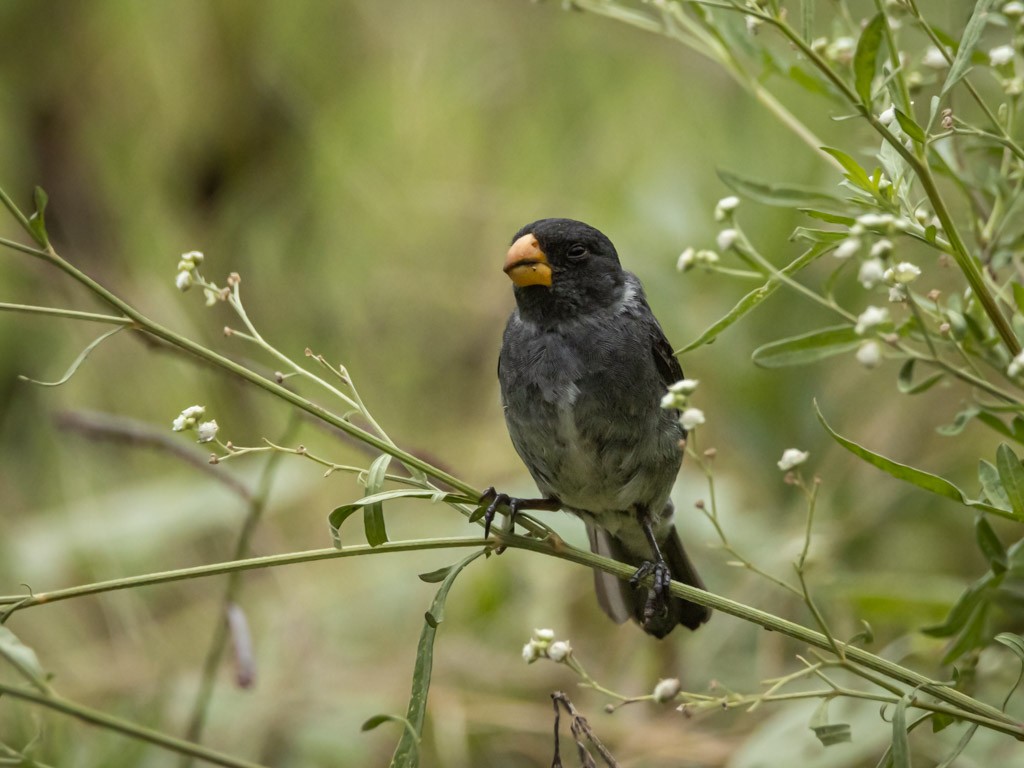 Gray Seedeater - ML619202383