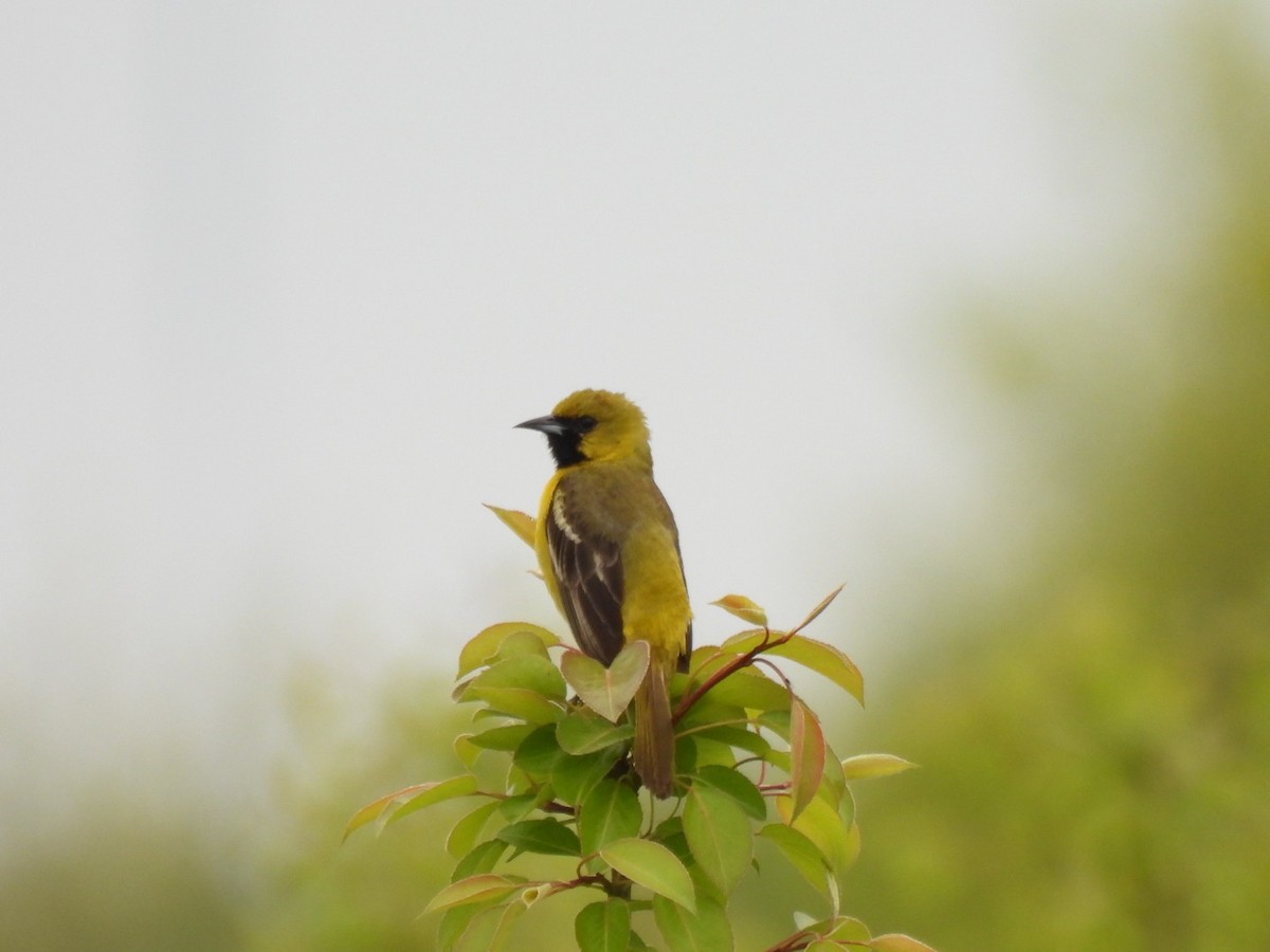Orchard Oriole - ML619202435