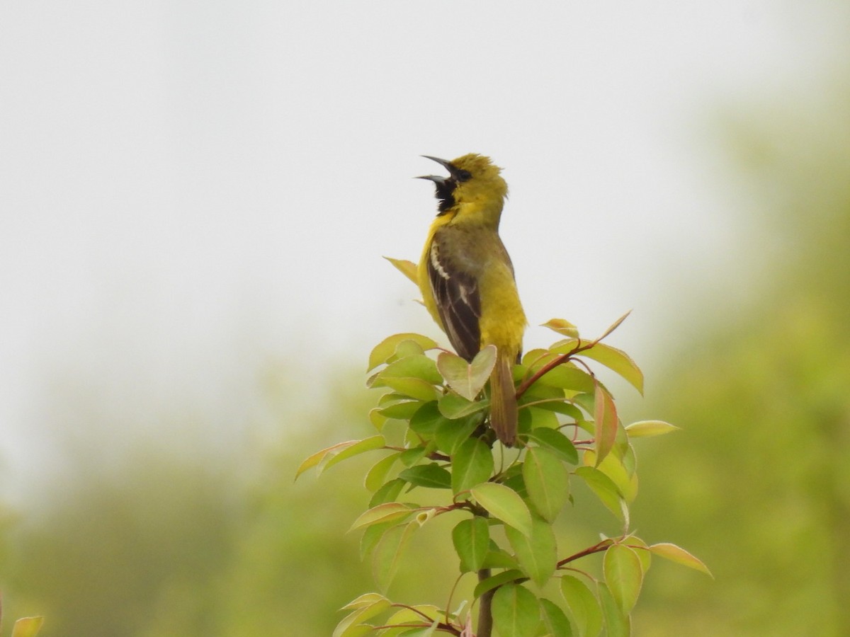 Orchard Oriole - ML619202436