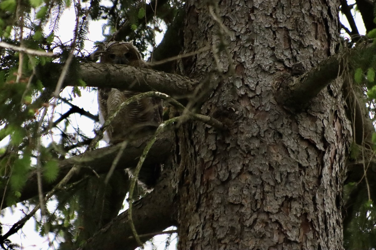 Great Horned Owl - ML619202508