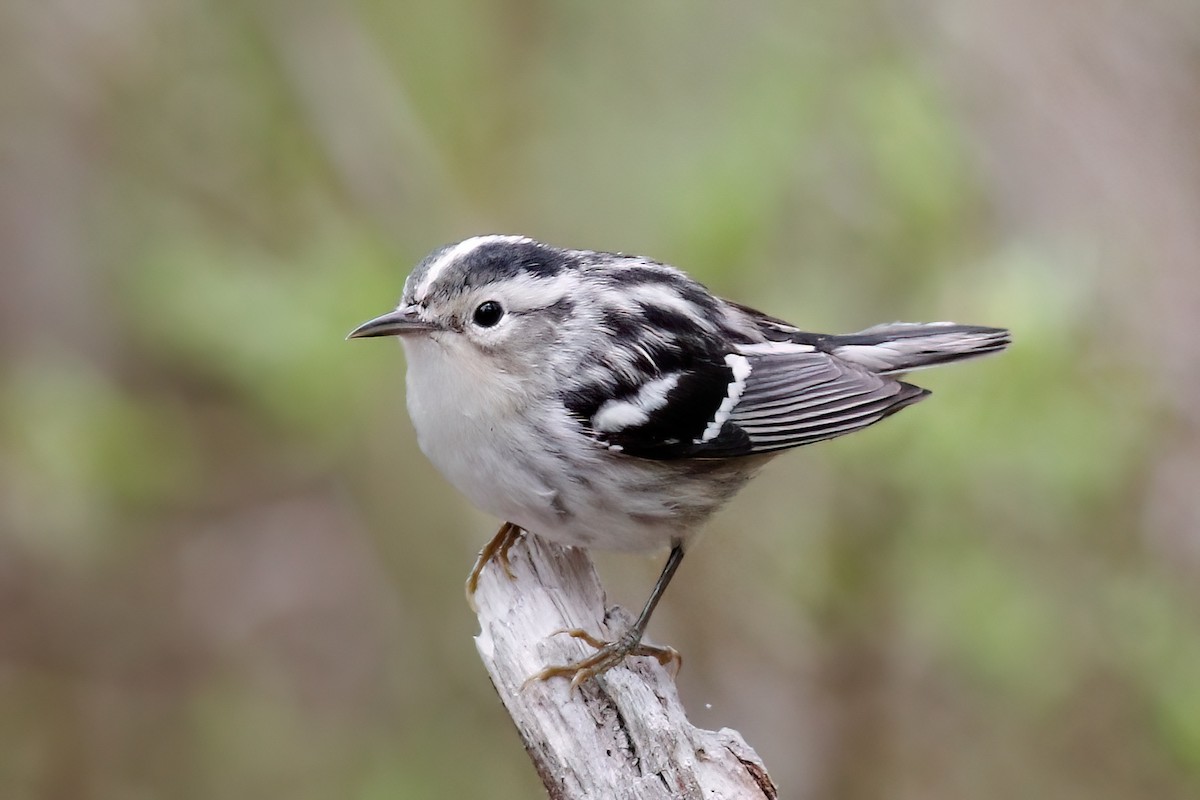 Black-and-white Warbler - ML619202516
