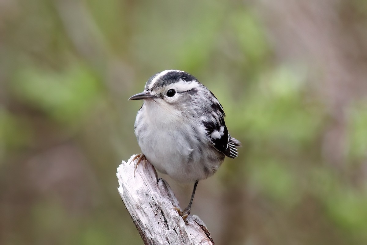 Black-and-white Warbler - ML619202521