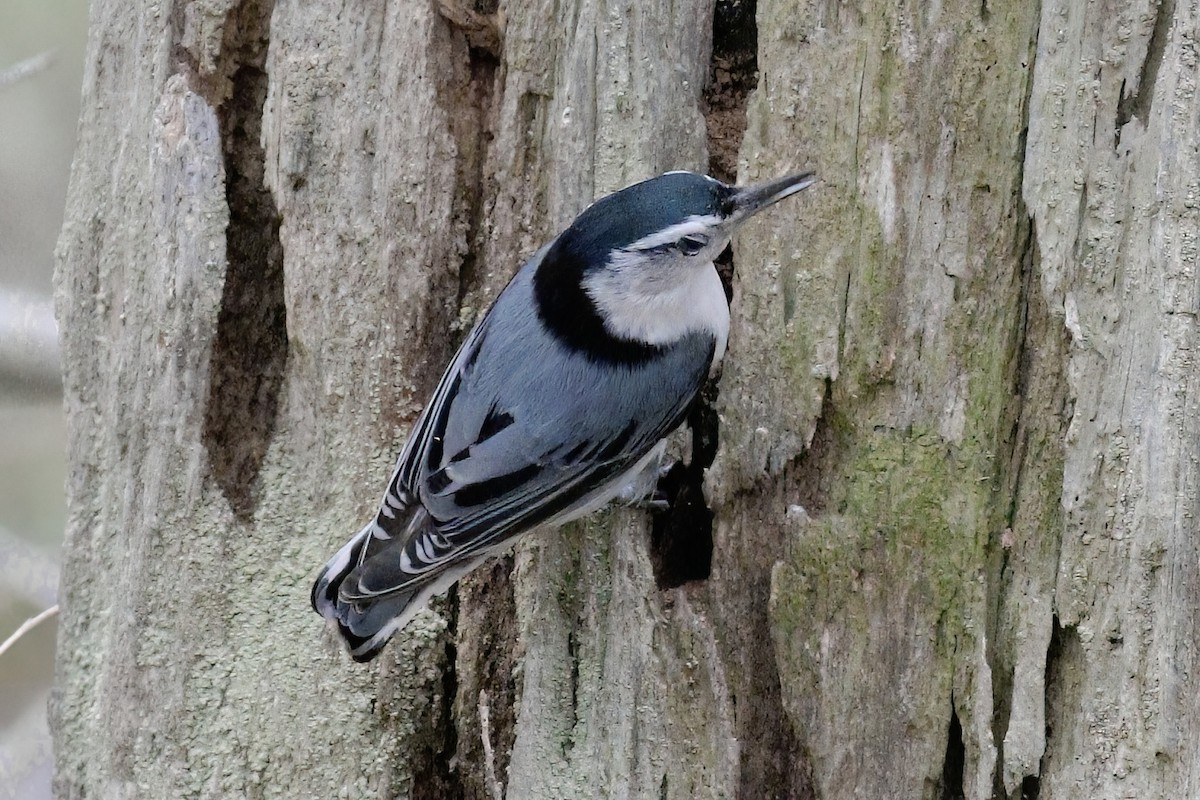 White-breasted Nuthatch - ML619202568