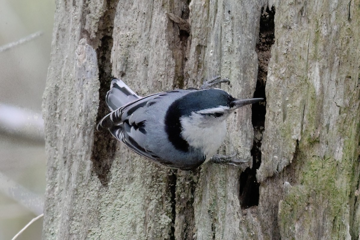 White-breasted Nuthatch - ML619202572