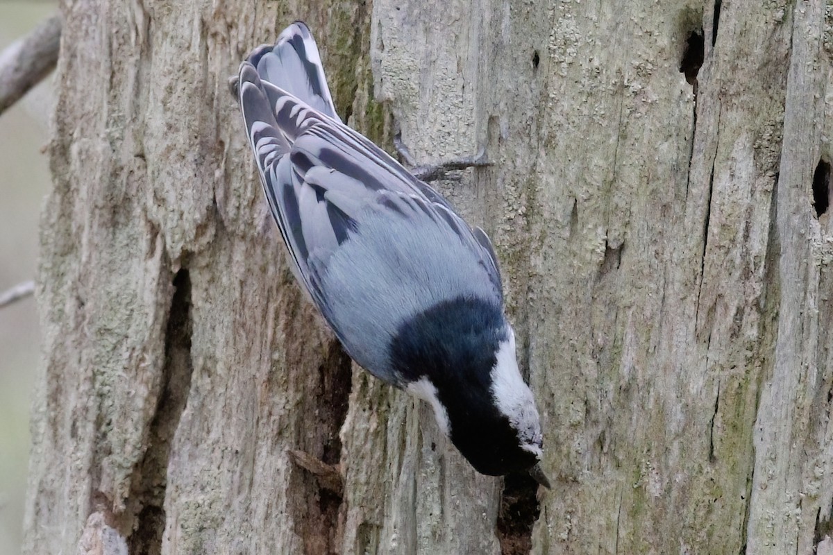 White-breasted Nuthatch - ML619202573