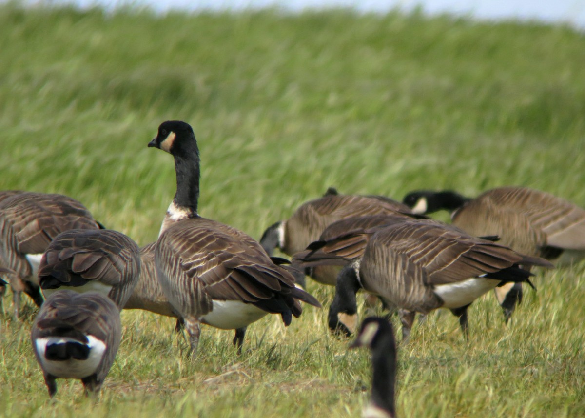 Cackling Goose (Aleutian) - ML619202606