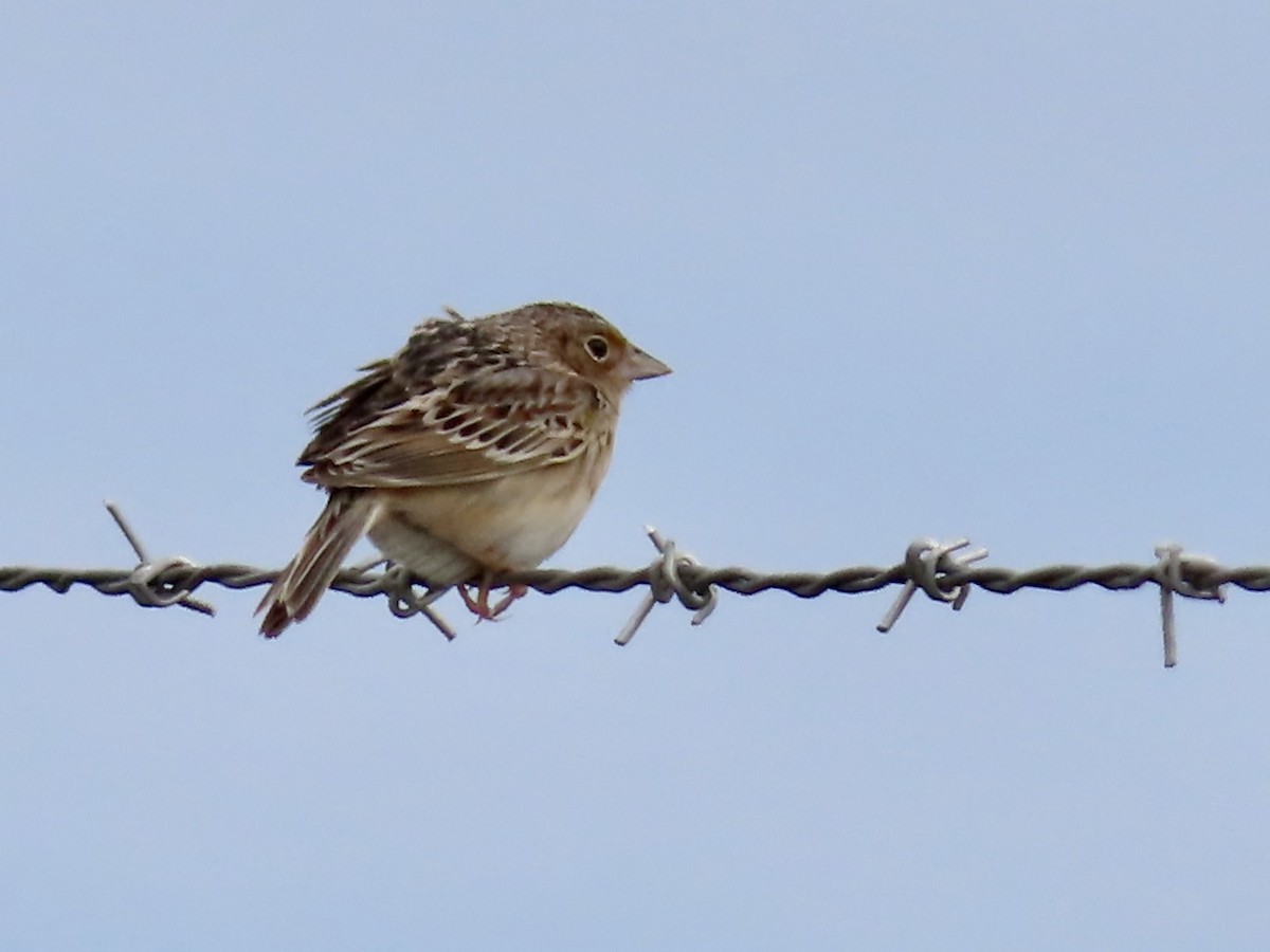 Grasshopper Sparrow - ML619202621