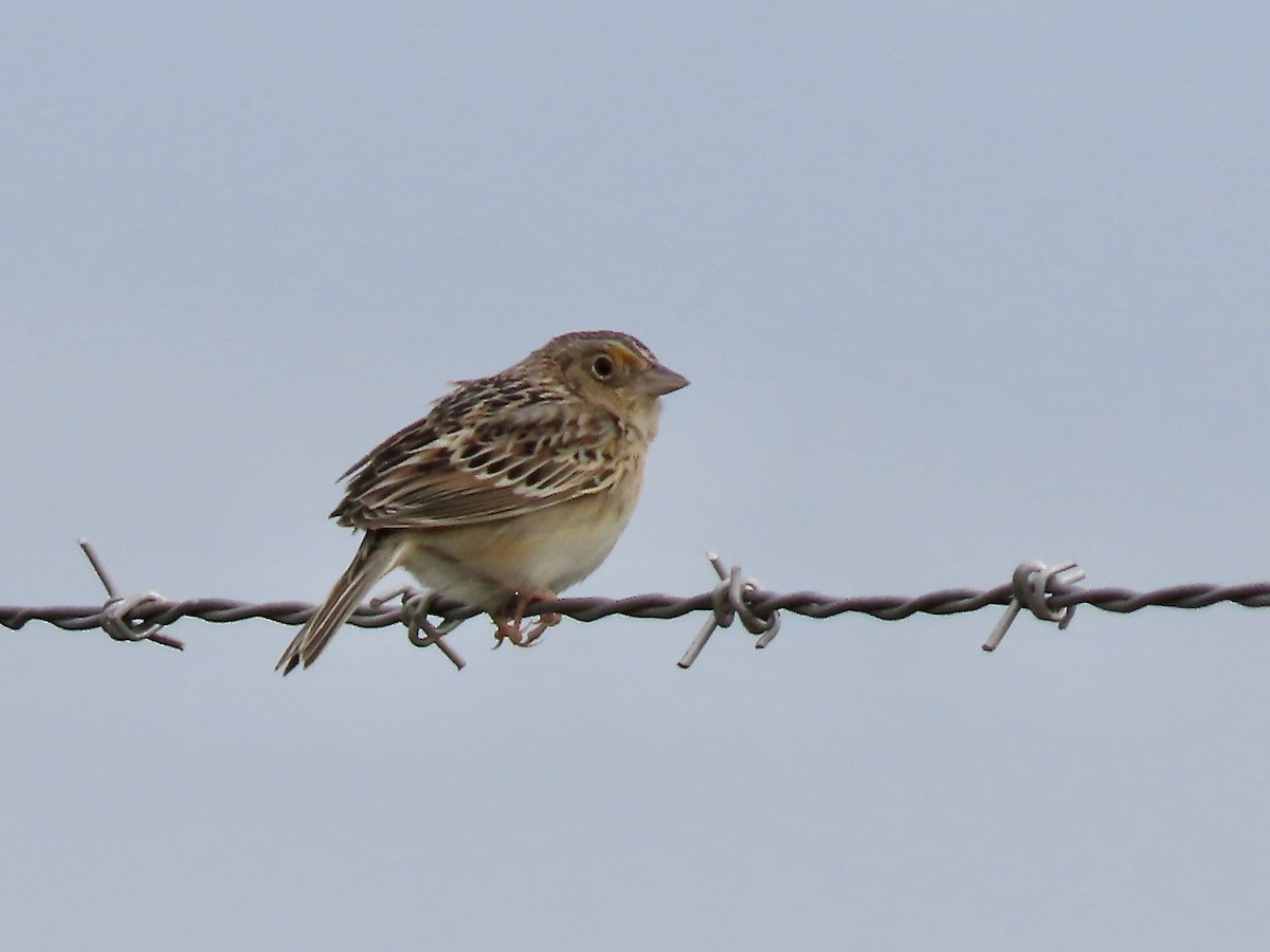Grasshopper Sparrow - ML619202622
