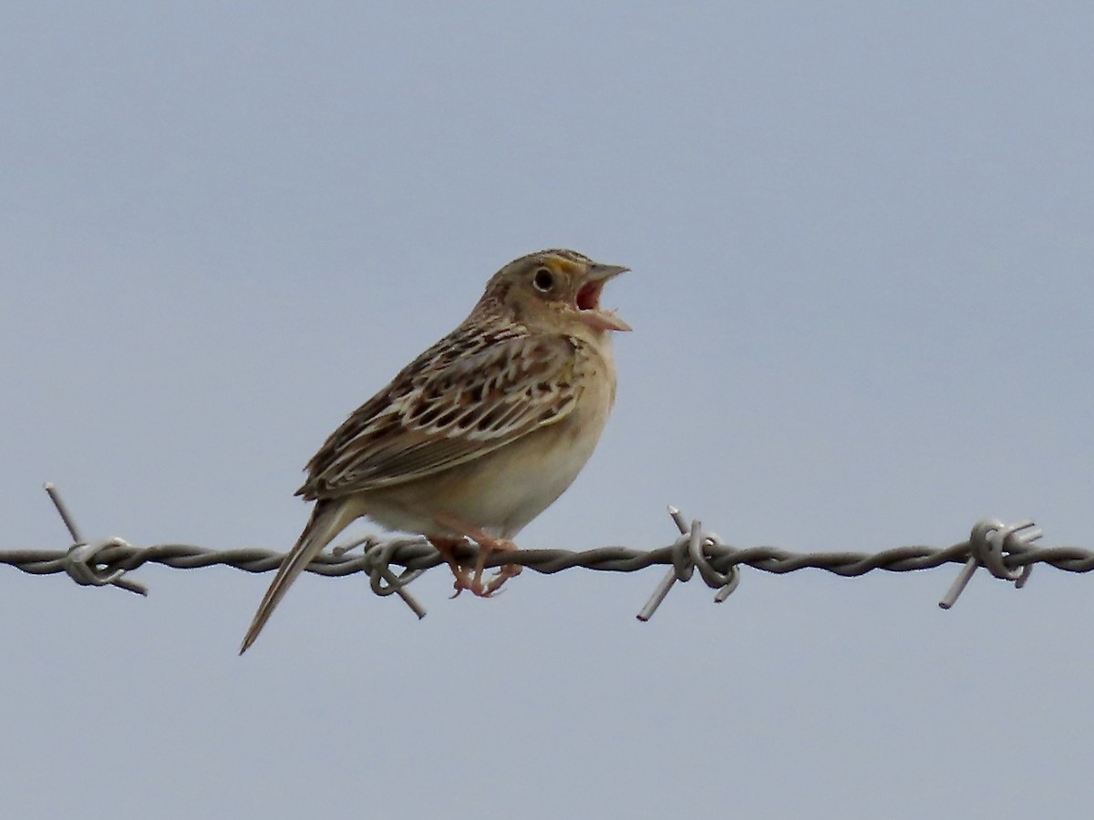 Grasshopper Sparrow - ML619202623