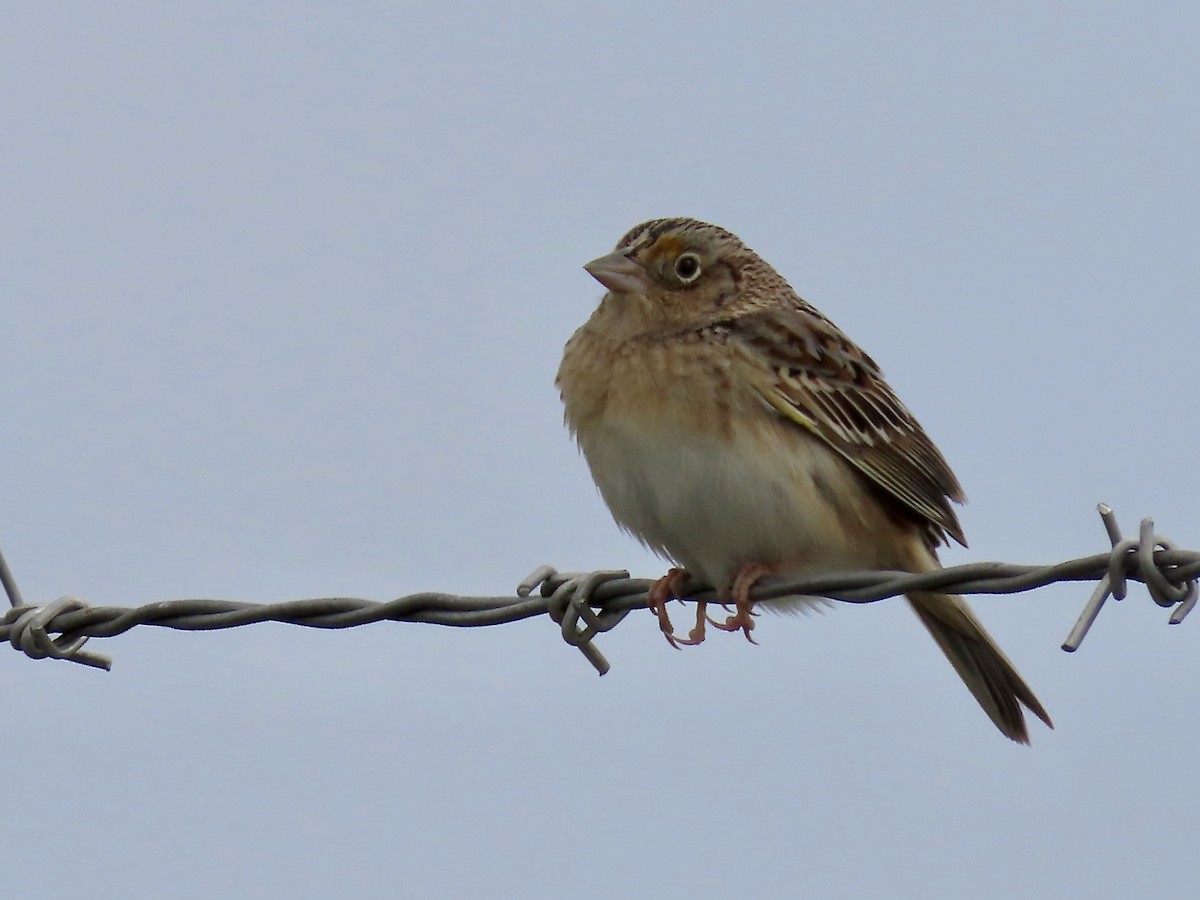 Grasshopper Sparrow - ML619202624