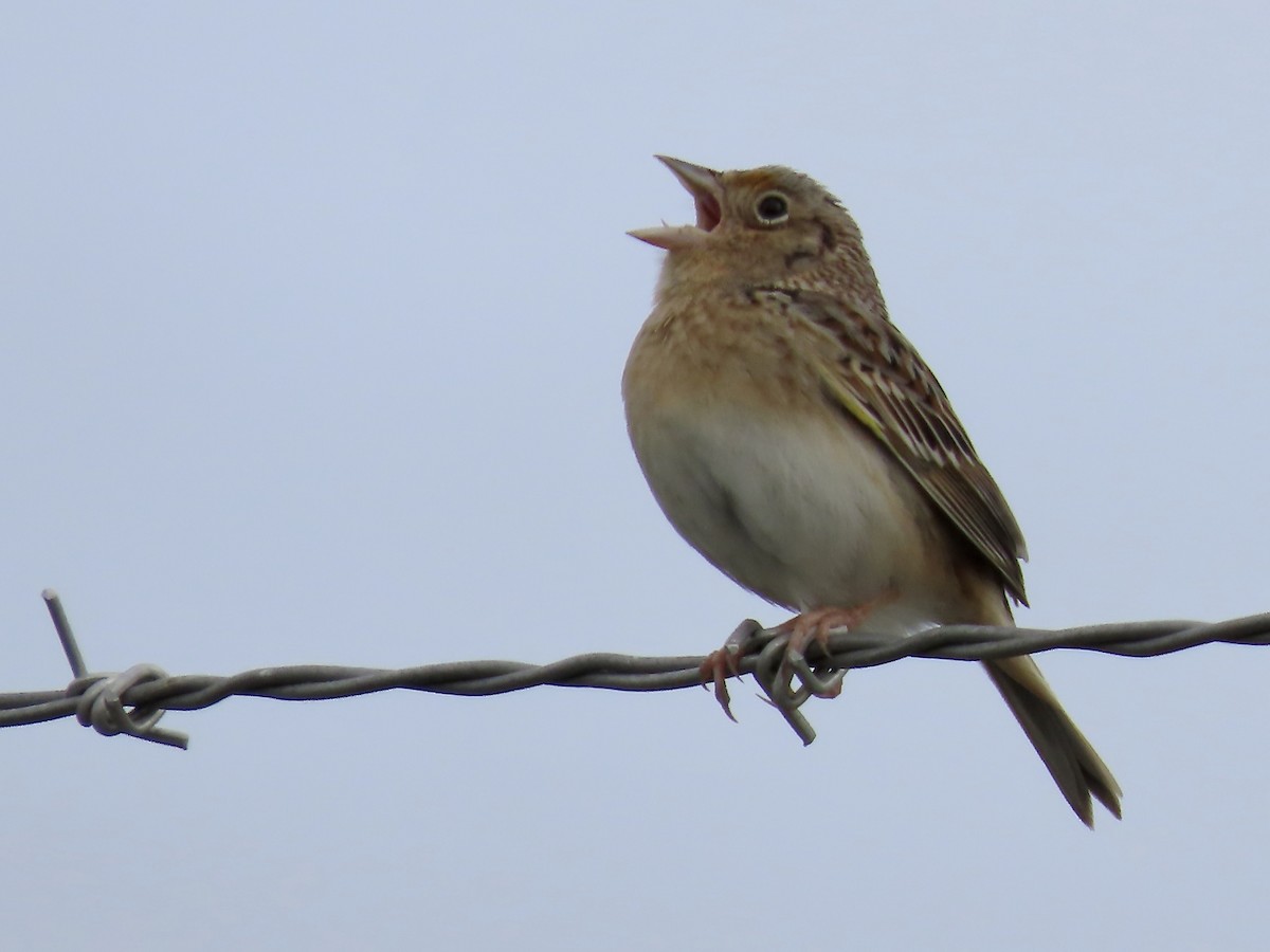 Grasshopper Sparrow - ML619202625