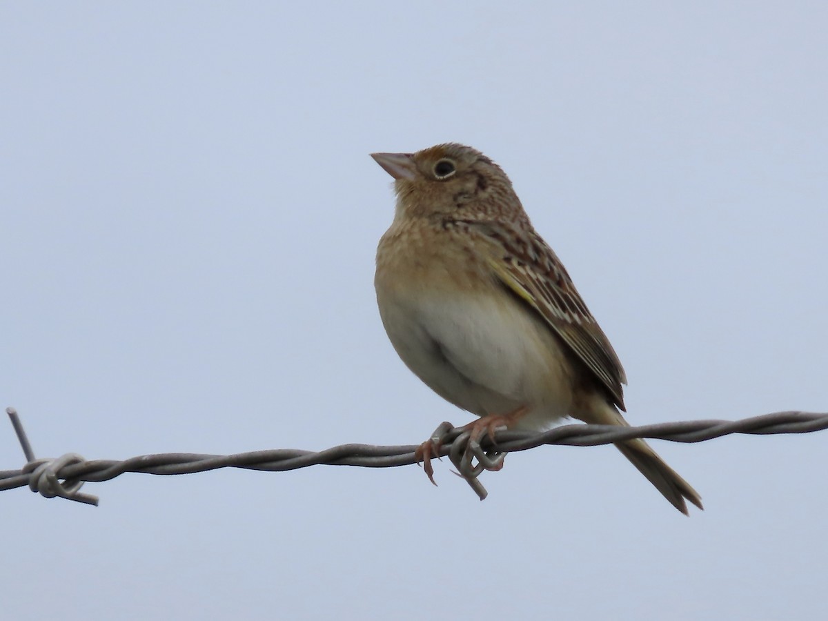 Grasshopper Sparrow - ML619202626