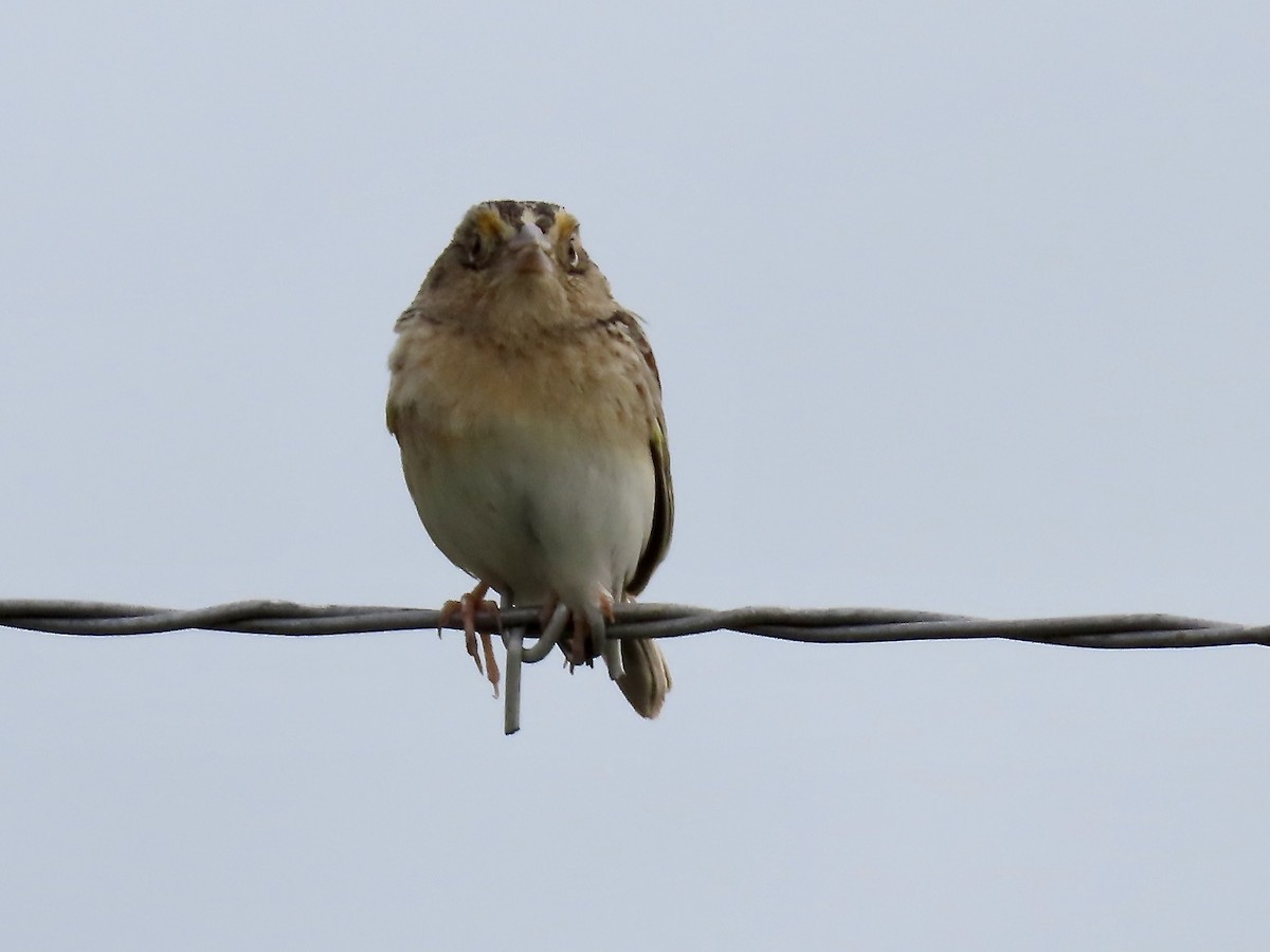 Grasshopper Sparrow - ML619202627