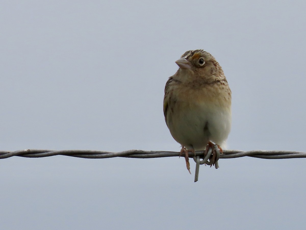 Grasshopper Sparrow - ML619202629