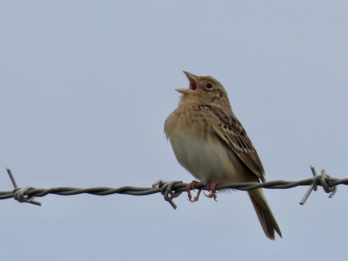 Grasshopper Sparrow - ML619202630